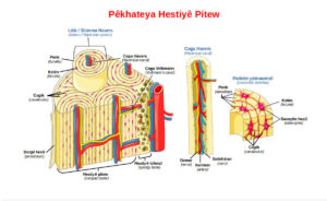 Bone unit Osteon Smart Servier ku